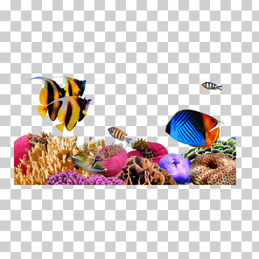 biología marina marina algas submarinas, mar, coral, algas marinas, тропические рыбы png