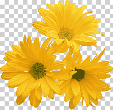 Crisantemo color amarillo flor, manzanilla., púrpura, blanco, naranja png