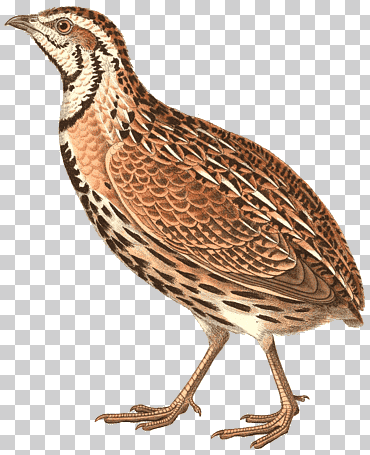 arte del norte de bobwhite, pájaro codorniz común lluvia codorniz codorniz codorniz, codorniz, animales, galliformes, fauna png