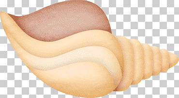 caracol de mar, concha marrón, playa, dibujos animados, animal png
