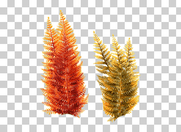 Dos hojas marrones y rojas, plantas acuáticas algas submarinas, mar, hierba, Oceano, submarino png