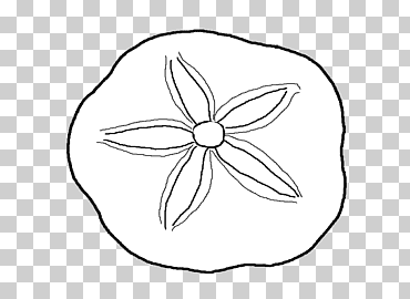 Dibujos para colorear concha de dólar de arena, dólar de arena, playa, ángulo, blanco png