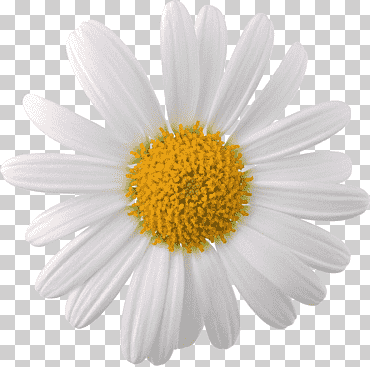 flor de la margarita blanca, flor de manzanilla, cara de manzanilla, las flores, familia de margaritas, Margarita png