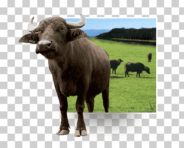 ganado búfalo de agua buey bisonte animal, búfalo, mamífero, animales, familia de cabras de vaca png