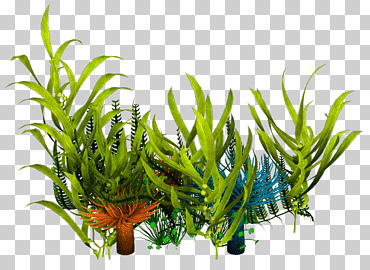 Ilustración de plantas verdes, plantas acuáticas submarinas algas, arrecife, tallo de la planta, hierba, Oceano png