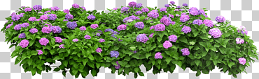 caja de flores maceta arbusto, parterre, púrpura, hierba, jardín de flores png