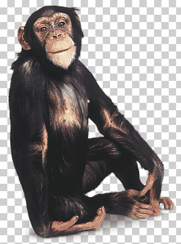 mono ilustración, mono chimpancé gorila primate, mono, mamífero, animales, animal png