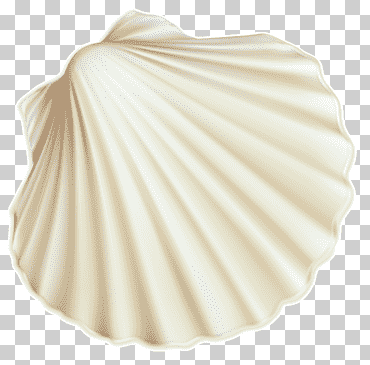 seashell restaurant seashell # 6 seashell trust spiral, concha de mar blanco, ilustración de concha de mar beige, playa, verano, vacaciones de verano png