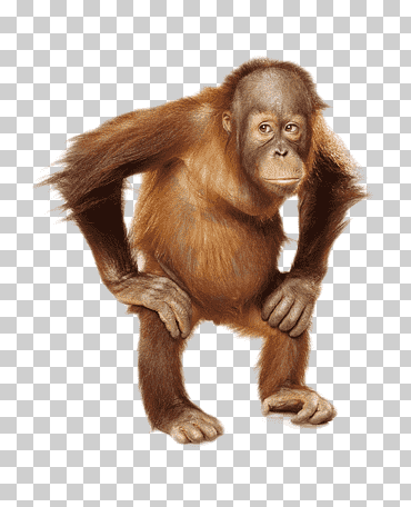 chimpancé el orangután sumatra orangután bebé, mono, mamífero, animales, animal terrestre png
