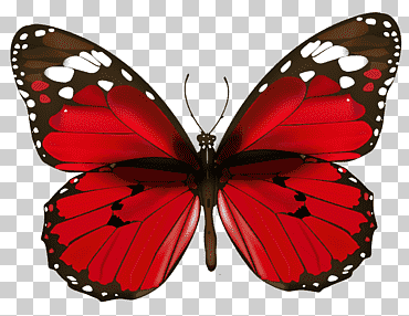 Mariposa roja, mariposa roja, ilustración de mariposa roja y blanca, mariposa patas de pincel, simetría, animal png