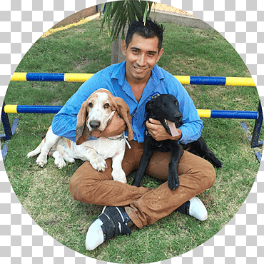 hotel canino reyes perro raza obediencia entrenamiento compañero perro, perro, niño, animales, perro como mamífero png