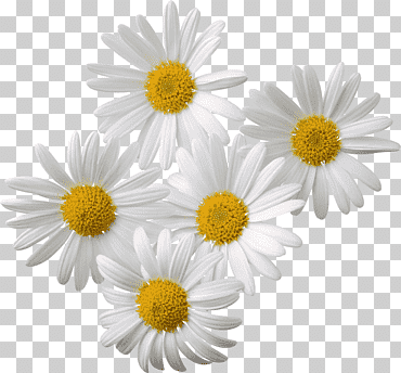 manzanilla romana, manzanilla, flor, manzanilla, familia de margaritas png