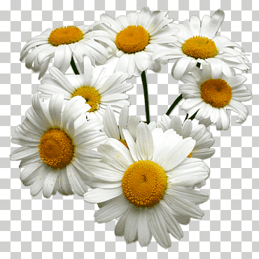 Té de manzanilla alemana manzanilla romana aceite esencial, manzanilla, petróleo, manzanilla, flor png