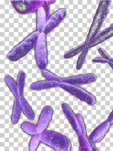 organismo violeta, desorden cromosoma morado, púrpura, Flores moradas, humo morado png