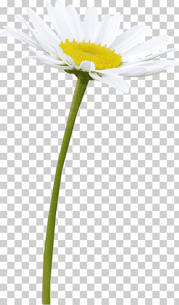 manzanilla romana manzanilla alemana oxeye margarita margarita familia planta, manzanilla, tallo de la planta, planta anual, flor png