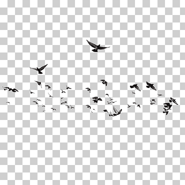 pájaro brusnitsyn mansión, aves, vuelo de paloma, ángulo, blanco, animales png
