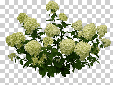 arbusto guelder-rosa árbol peegee hortensias, árbol, planta anual, flor, jardín png
