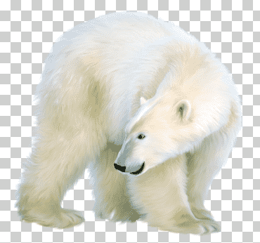 oso polar blanco, blanco, oso polar, animal png