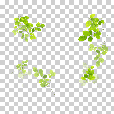 frontera de hojas verdes, frontera, hojas de acuarela, hoja png