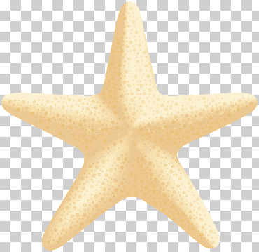estrella de mar beige, estrella de mar, estrella de mar, pintura de acuarela, playa, verano png