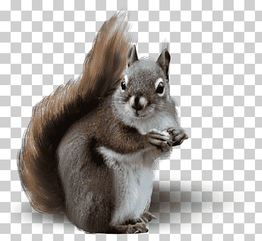 linda sombra de ardilla, encantador, sombra, ardilla png