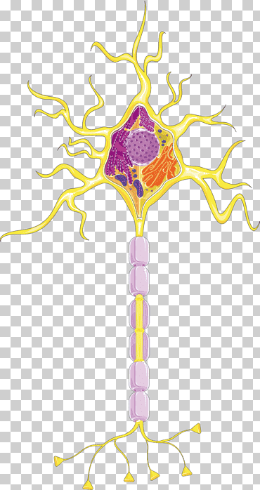 neurona célula médula espinal neurotransmisor sistema nervioso, neuronas, diverso, rama, tallo de la planta png