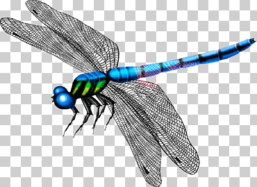 Ilustración de libélula azul, negra y verde, libélula mosquito mariposa, libélula, azul, insectos, animal png