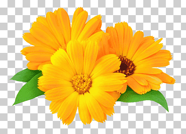 Caléndula naranja flores ilustración, caléndula officinalis caléndula flor aceite de piel, belleza caléndula flor, dejar el material, naranja, girasol png