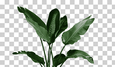Regadera planta de interior, hojas de plátano verde., hojas de acuarela, material png, hoja png