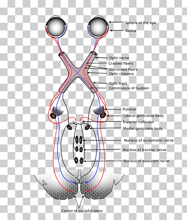 sistema visual sistema nervioso sensorial nervio óptico percepción visual, cerebro, ángulo, texto, gente png