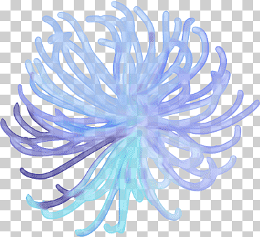 animal anémona de mar, caballitos de mar, púrpura, azul, Violeta png