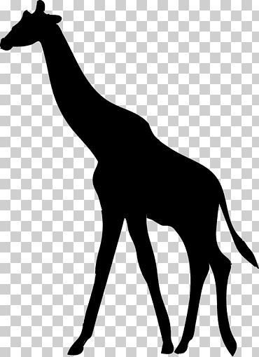 silueta del norte jirafa, silueta, mamífero, animales, fauna png