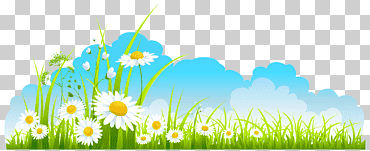Primavera, primavera decoración cielo hierba y manzanilla, pétalos blancos flores., presentación, fondo de pantalla de la computadora, flor png