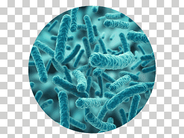 organismo microscópico, lactobacillus casei bacterias probiótico intestinal flora lactobacillus acidophilus, bacterias, diverso, ácido, microorganismo png