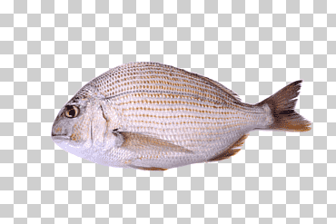 Pescado de mar profundo, definición de pez de mar profundo., comida, fauna, productos de pescado png