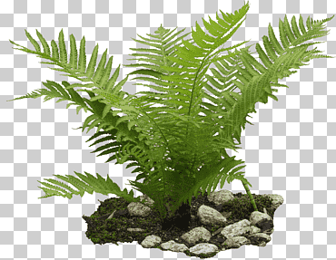 avestruz helecho burknar paisaje planta, planta, paisaje, palmera, Reino libre png