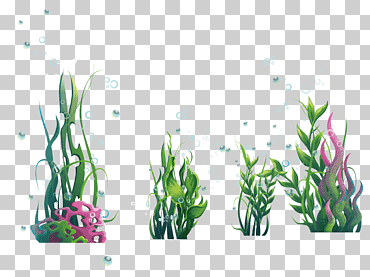 algas planta algas marinas, algas marinas verdes y ampollas, fondo de pantalla de la computadora, hierba, vector verde png