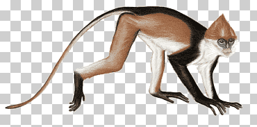 sarawak surili primate sumatran surili cola, monos caminando, amor, mamífero, animales png