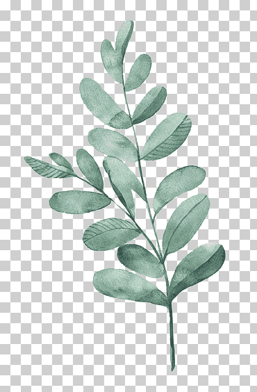 Ilustración de hoja de acuarela, hojas de acuarela, planta de hoja verde, hojas de acuarela, mano, rama png