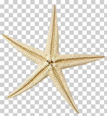 estrella de mar marrón, hermosa estrella de mar marrón, animales, color, dibujos animados png
