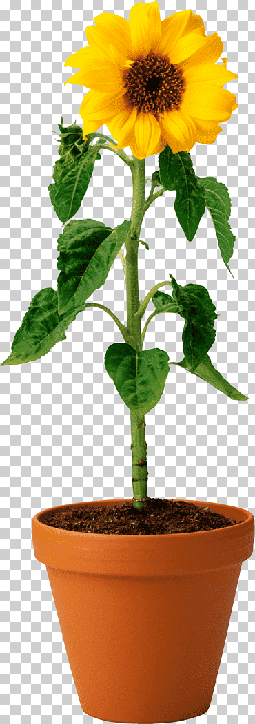 germinación plántula espora planta reproducción, girasol, tallo de la planta, semilla de girasol, flor png