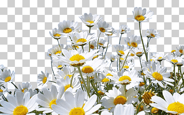 flor naturaleza escritorio margarita común, manzanilla, fondo de pantalla de la computadora, hierba, planta anual png