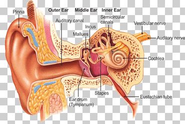 otorrinolaringología del oído externo anatomía de la garganta, oído, etiqueta, gente, cuerpo humano png