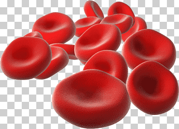 vida de los glóbulos rojos, células de la sangre, biología, donación, célula png