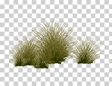 planta de plantas, plantas acuáticas, hierba, familia, familia de la hierba png