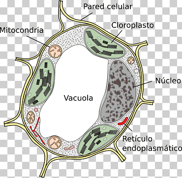 planta celular vacuola cèl·lula eucariota, planta, célula, zona, vacuola png