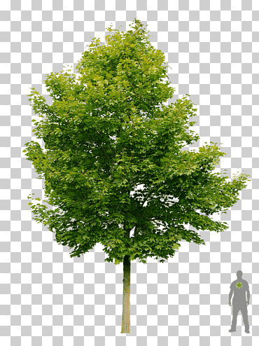 noruega arce embryophyta árbol arbusto, árbol, arce, hoja, rama png