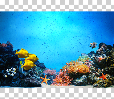 Fotografía submarina de peces de arrecifes de coral, estrella del océano., diverso, fotografía, acuario png