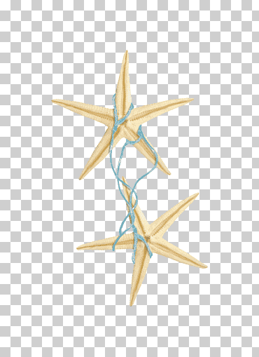 cuerda de estrella de mar azul, cuerda de estrella de mar, azul, marrón, animales png
