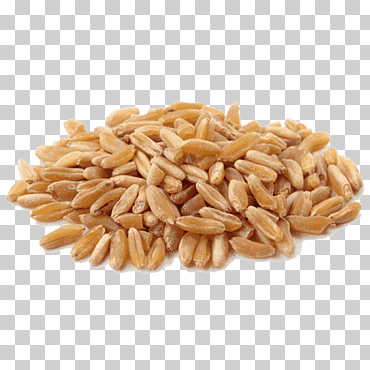 khorasan trigo alimentos orgánicos cereal harina de trigo, harina, comida, avena, grano integral png